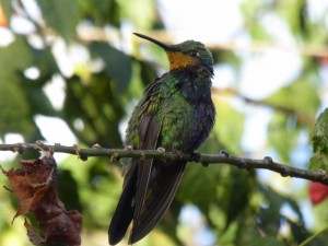 Peru - Kolibri im Lodgegarten