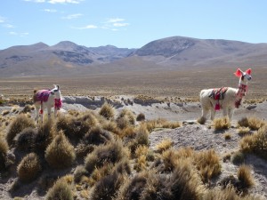 Peru - geschmückte Lama im Hochland
