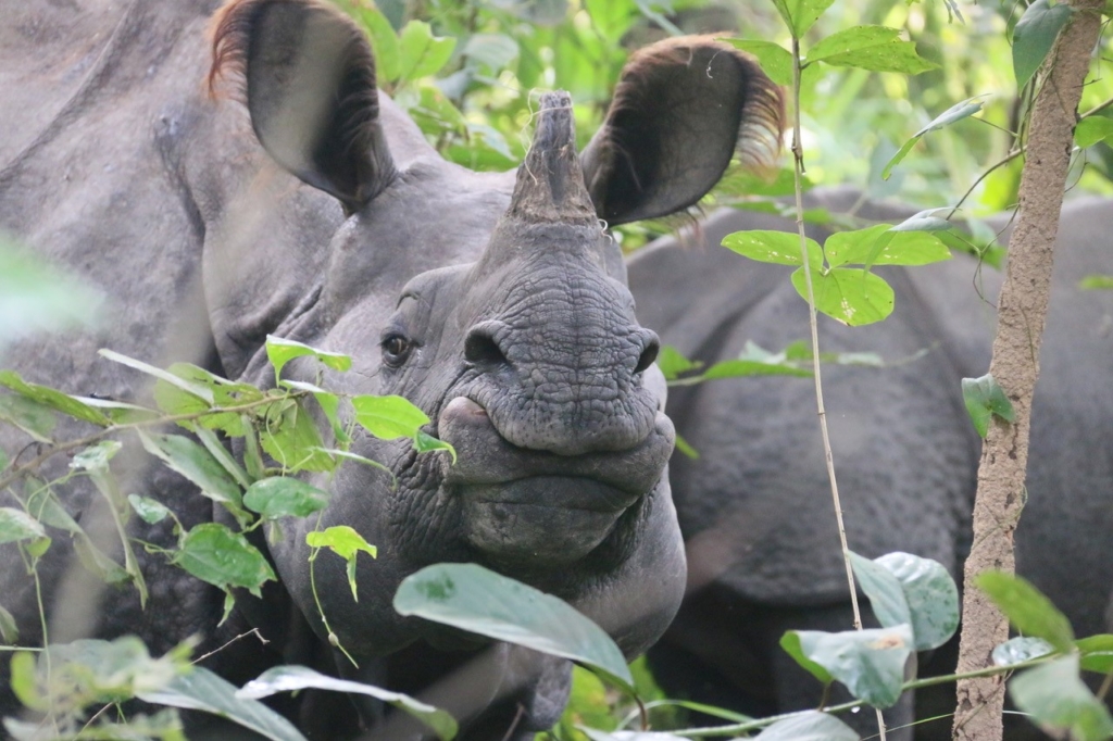 Chitwan Nationalpark Panzernashorn